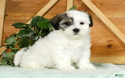 Teddy Bear dogs for sale: Willa - Image 6