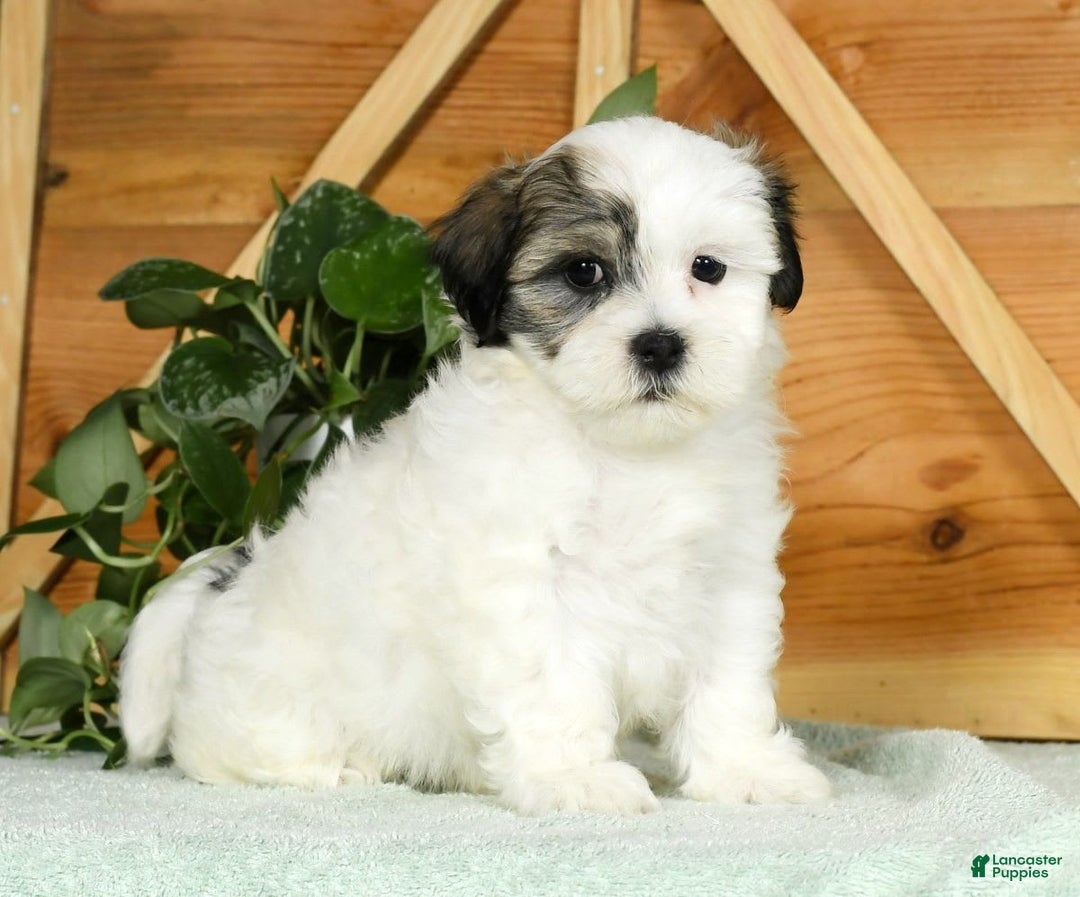 Teddy Bear dogs for sale: Willa - Image 6