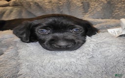 Labrador Retriever dogs for sale: Marshall - Image 1
