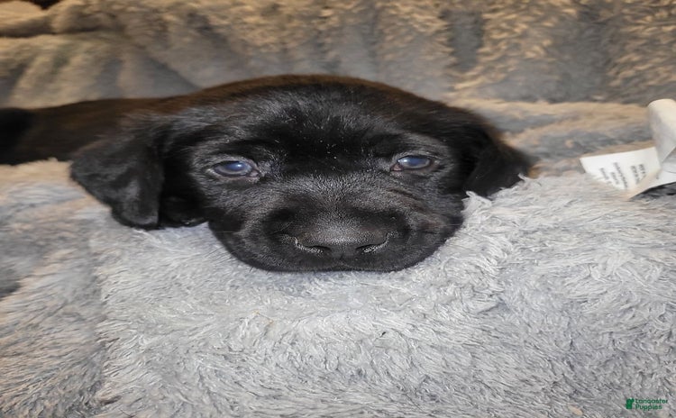 Labrador Retriever dogs for sale - Ad 5