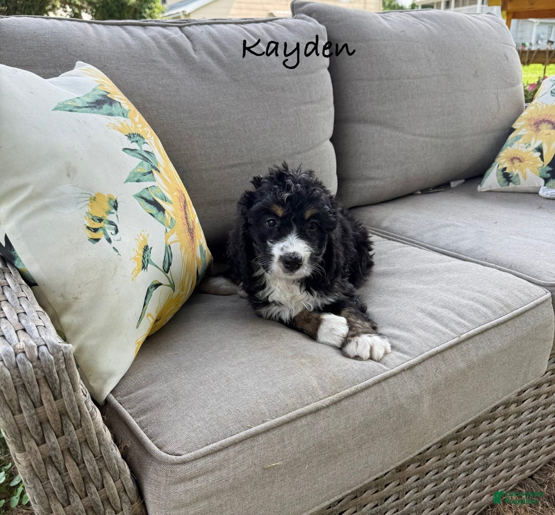 Bernedoodle dogs for sale: Kayden - Image 2