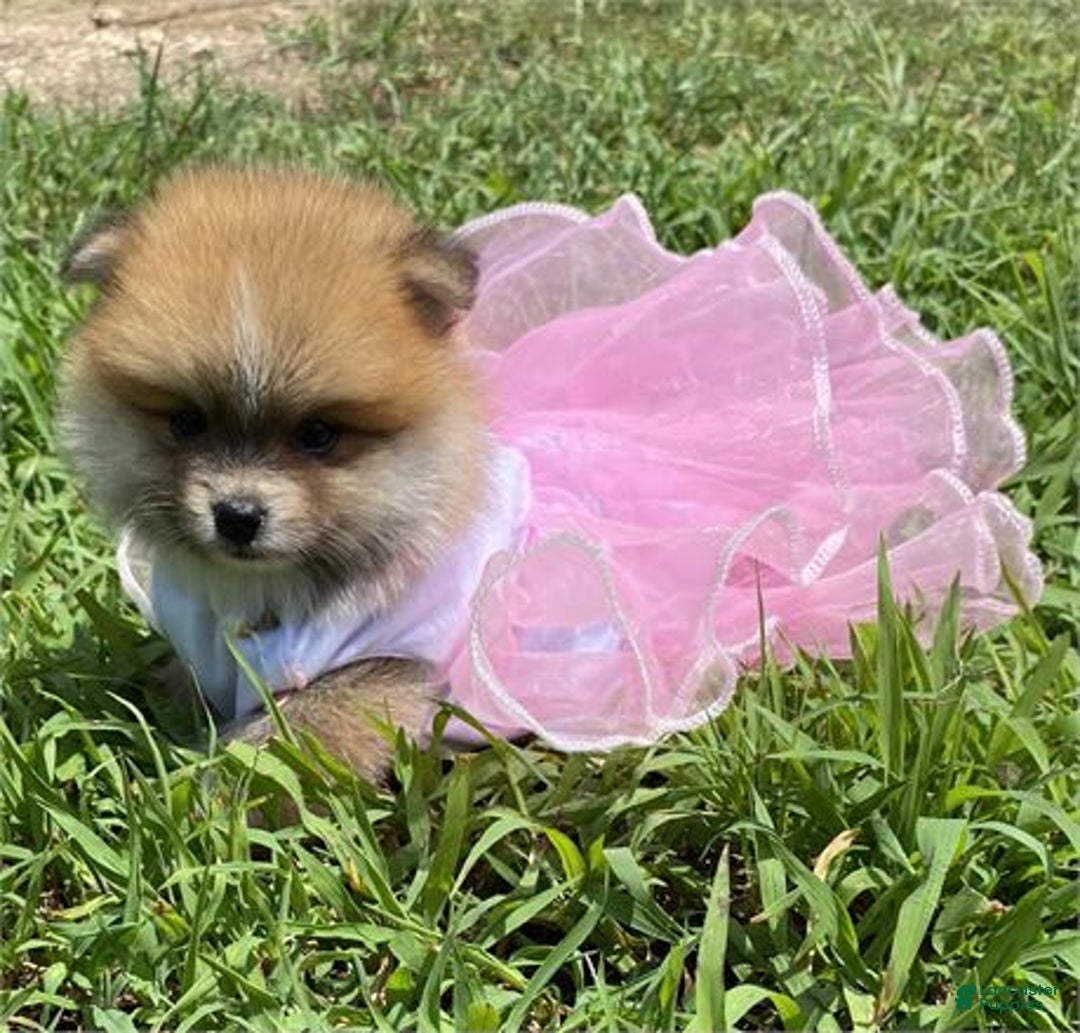 Pomeranian dogs for sale: Pia - Image 1