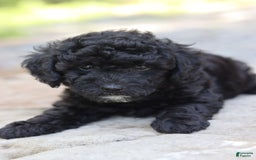 Miniature Poodle dogs for sale: Jax - Image 1