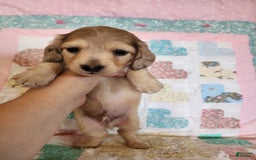 Miniature Dachshund dogs for sale: Chip - Image 5