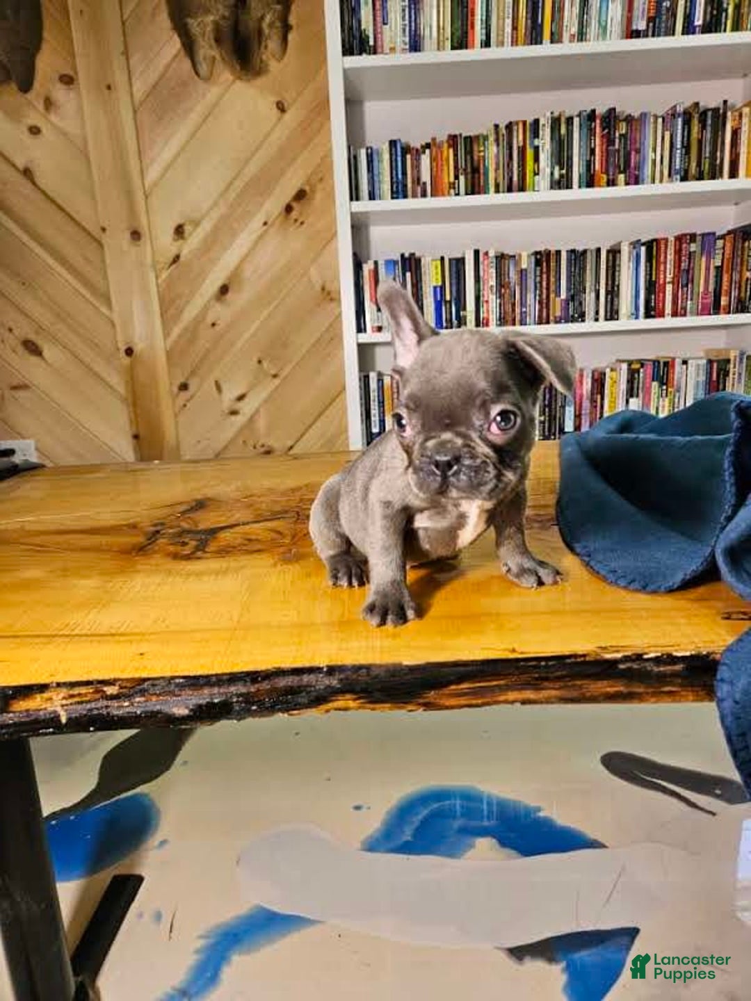 French Bulldog dogs for sale: Sky - Image 2