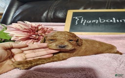 Mini Goldendoodle dogs for sale: Thumbelina - Image 10