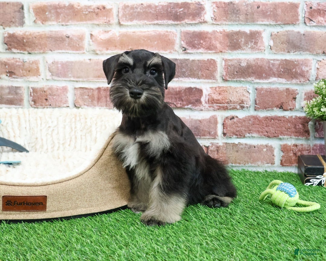 Miniature Schnauzer dogs for sale: Miniature Schnauzer 6 puppies - Image 10