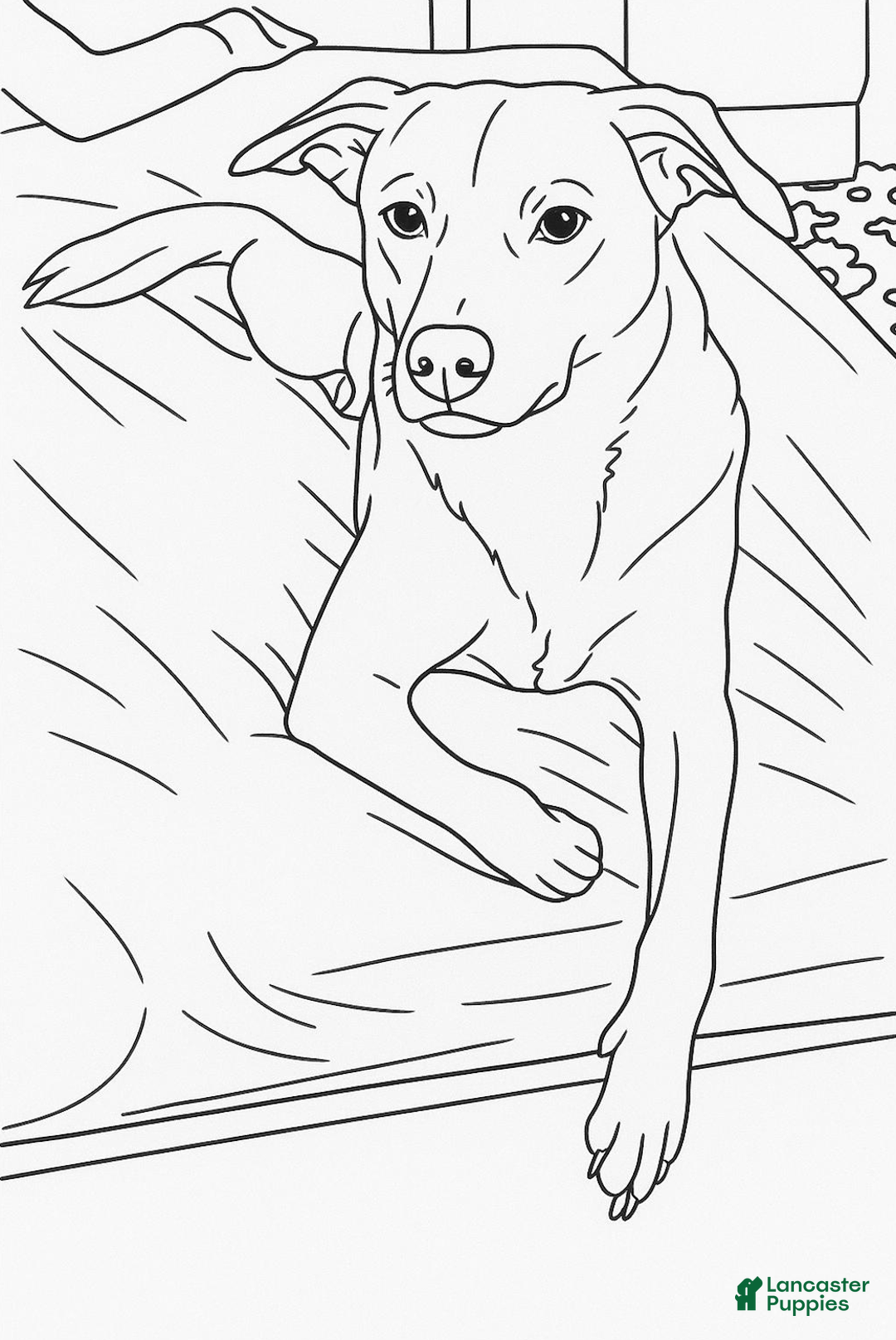 Mixed Breed dogs for sale: Mixed Breed Puppy 1 - Image 1