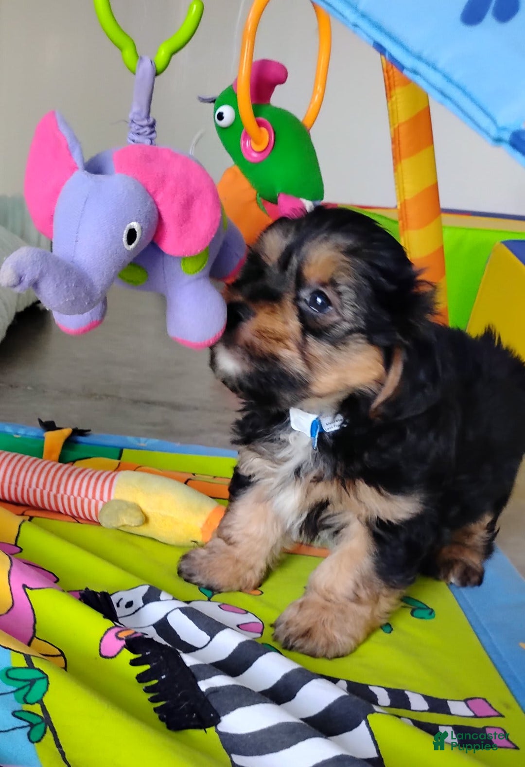 Shorkie dogs for sale: Grady - Image 8