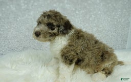Newfypoo dogs for sale: Archie F1b - Image 2