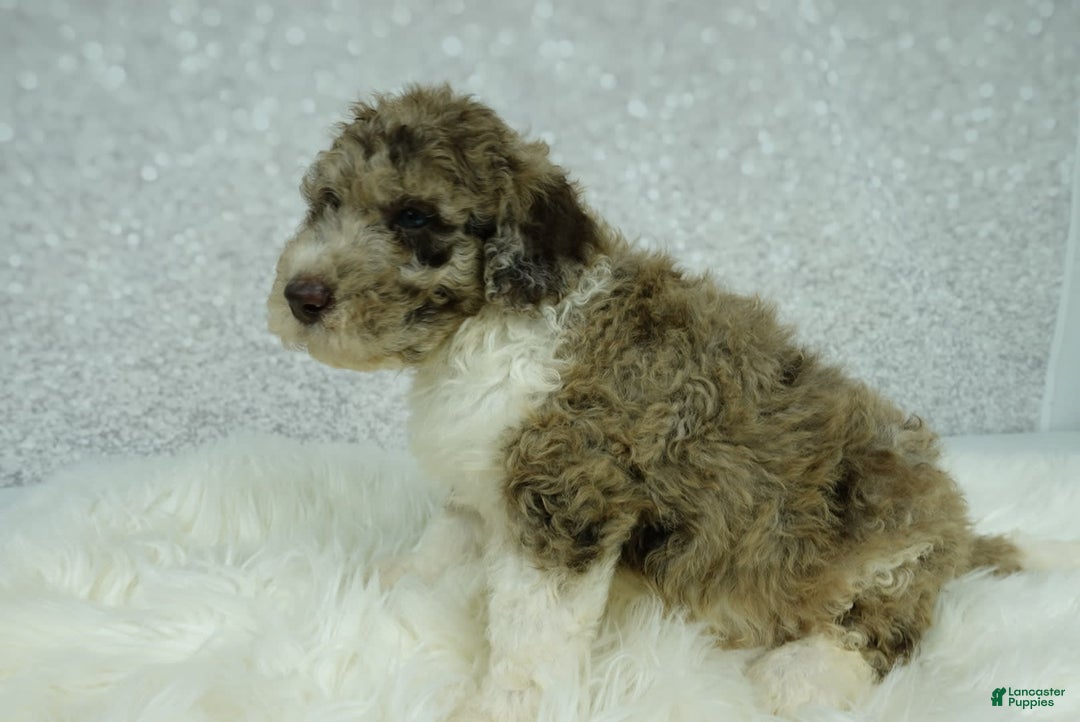 Newfypoo dogs for sale: Archie F1b - Image 2