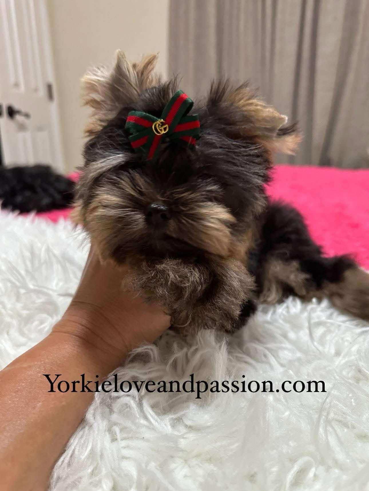 Yorkshire Terrier dogs for sale: Yorkshire Terrier 5 puppies - Image 37