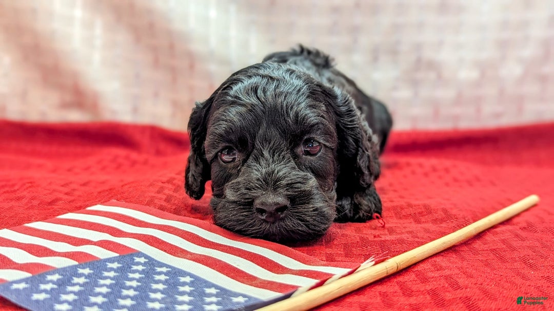 Cockapoo dogs for sale: Emily - Image 4