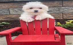 Maltese dogs for sale: Mya - Image 3