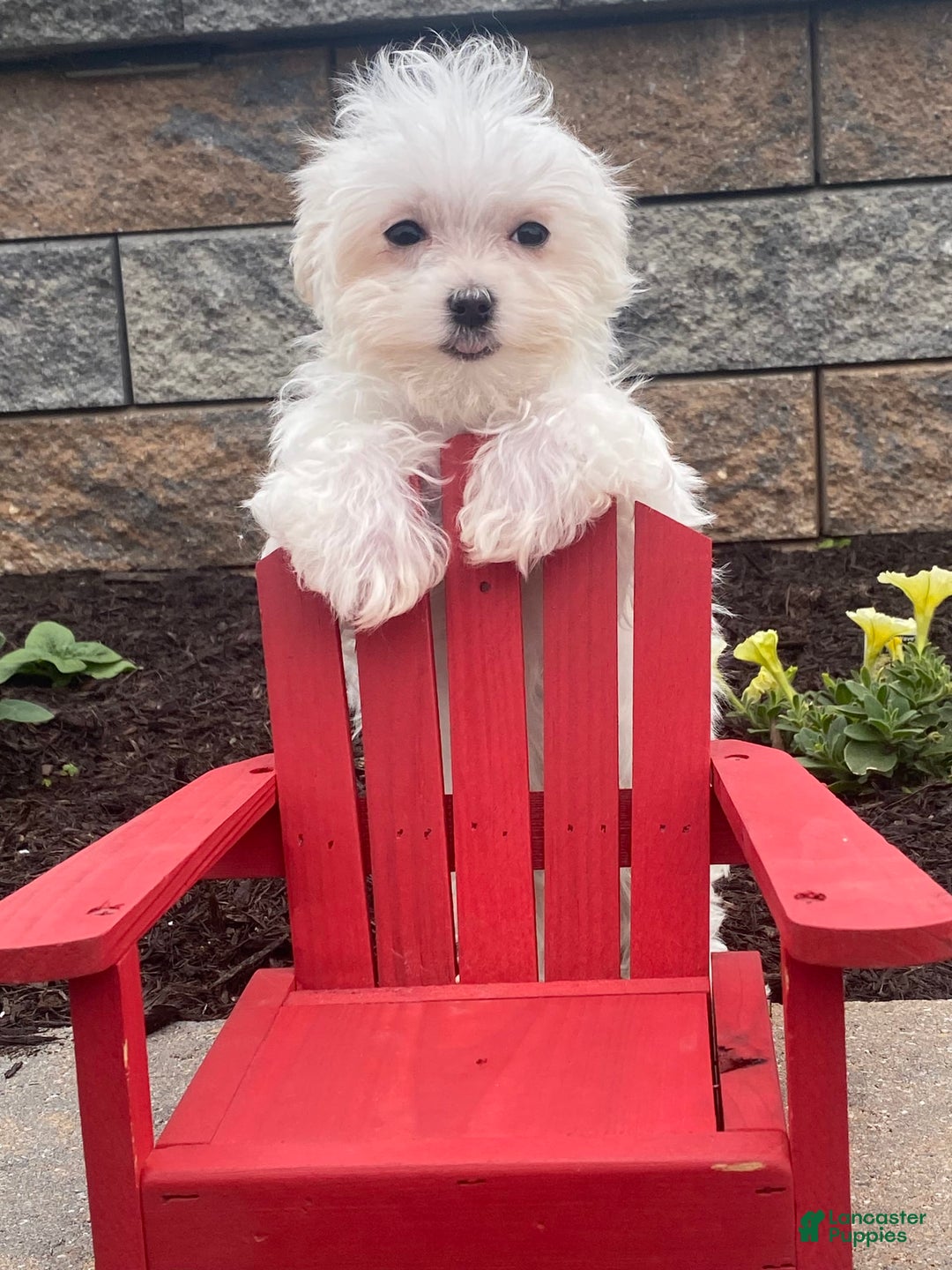 Maltese dogs for sale: Mya - Image 3