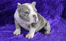 American Bully dogs for sale: Blue Merle Female - Image 3