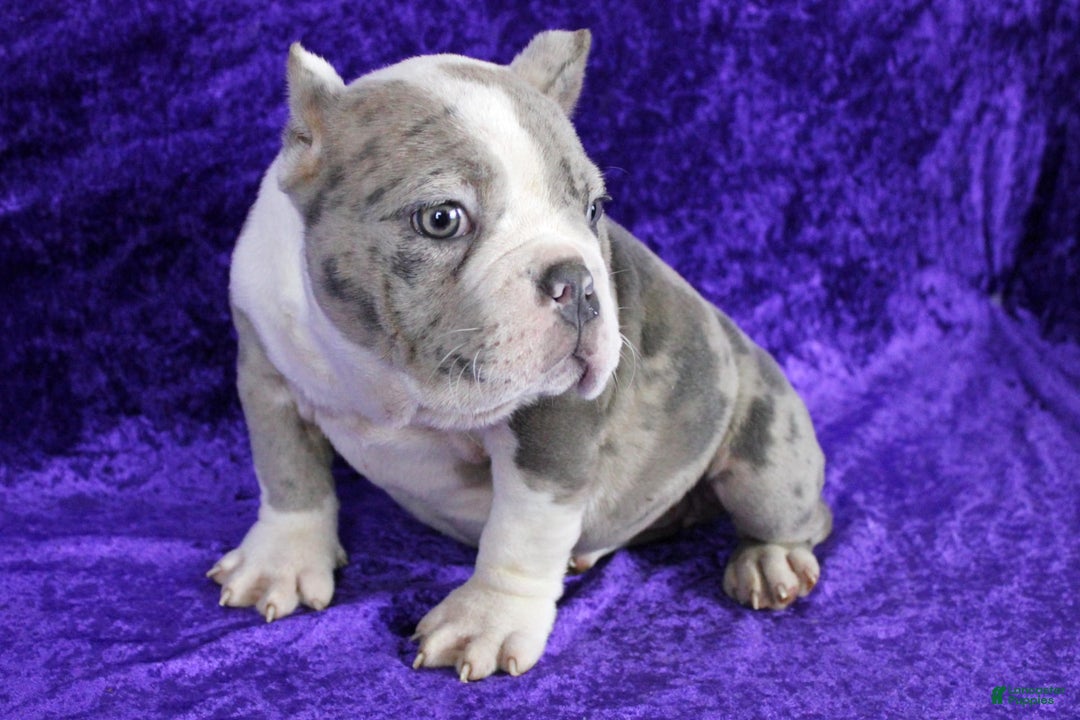 American Bully dogs for sale: Blue Merle Female - Image 3
