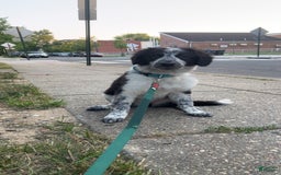 Australian Cattle Dog dogs for sale: Ash - Image 2