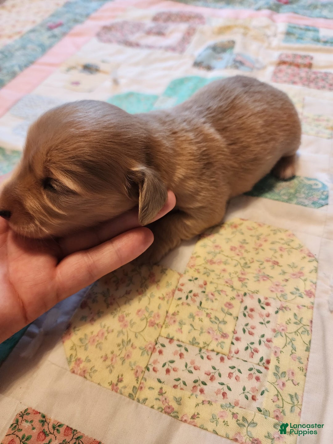 Miniature Dachshund dogs for sale: Chase - Image 16