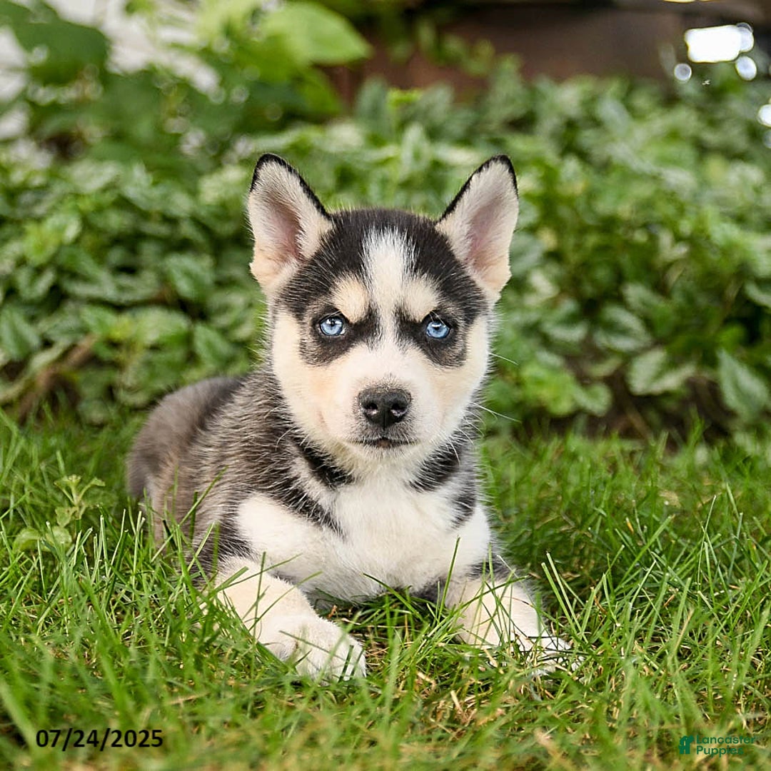 Pomsky dogs for sale: King - Image 1
