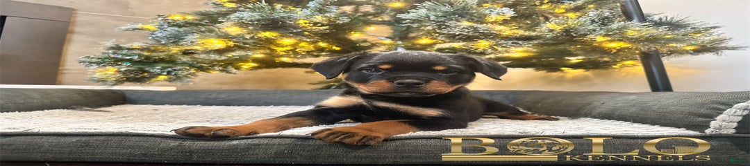 Remy