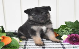 German Shepherd dogs for sale: Brooklyn - Image 3