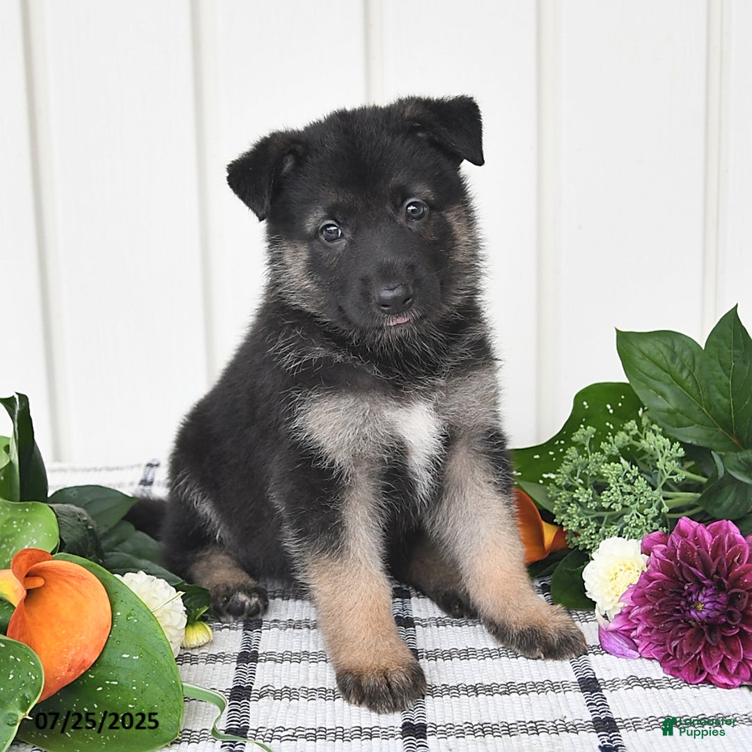 German Shepherd dogs for sale: Brooklyn - Image 3