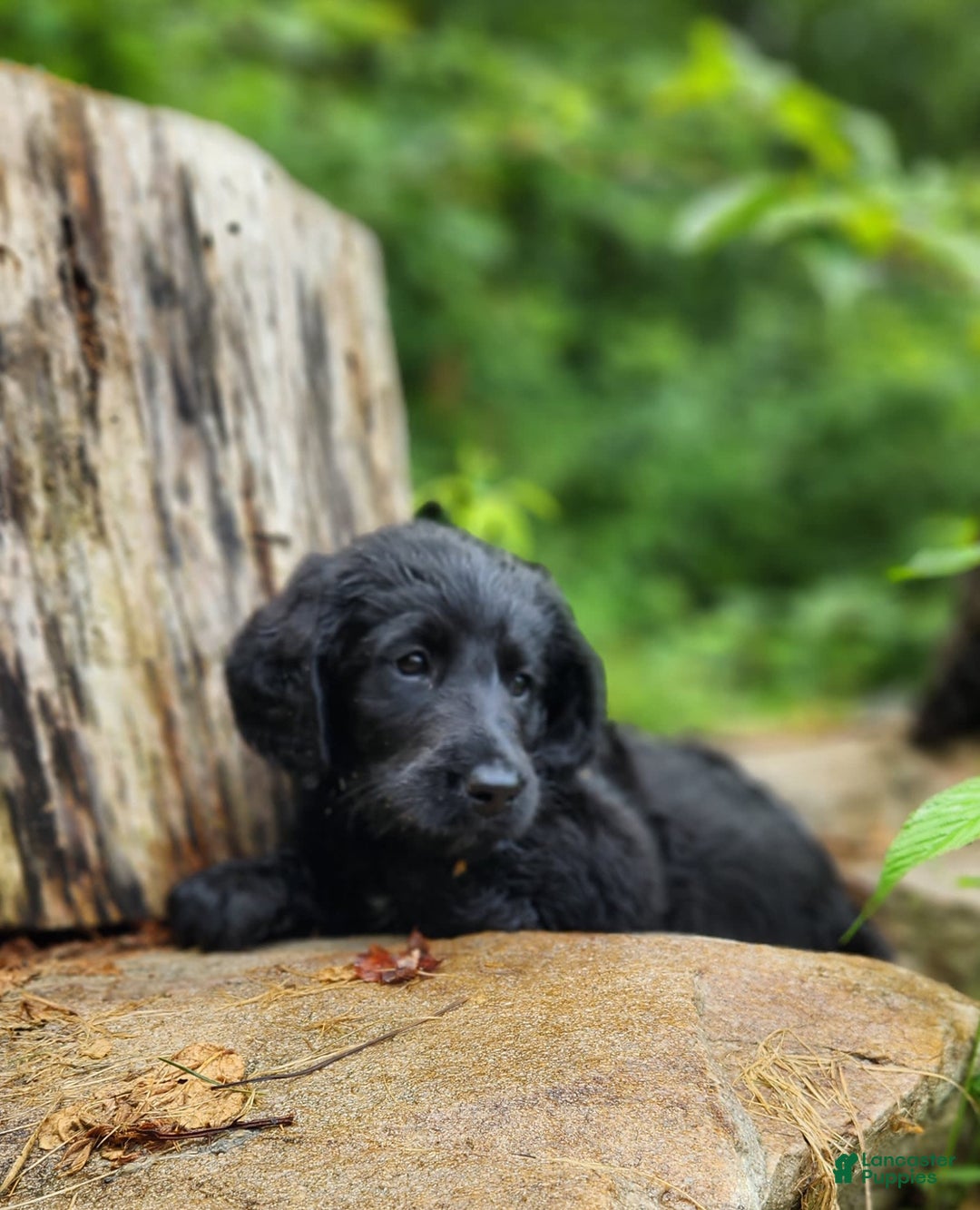 Labradoodle dogs for sale: Madonna - Image 2