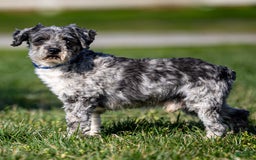 Boxer dogs for sale: Bear - Image 18