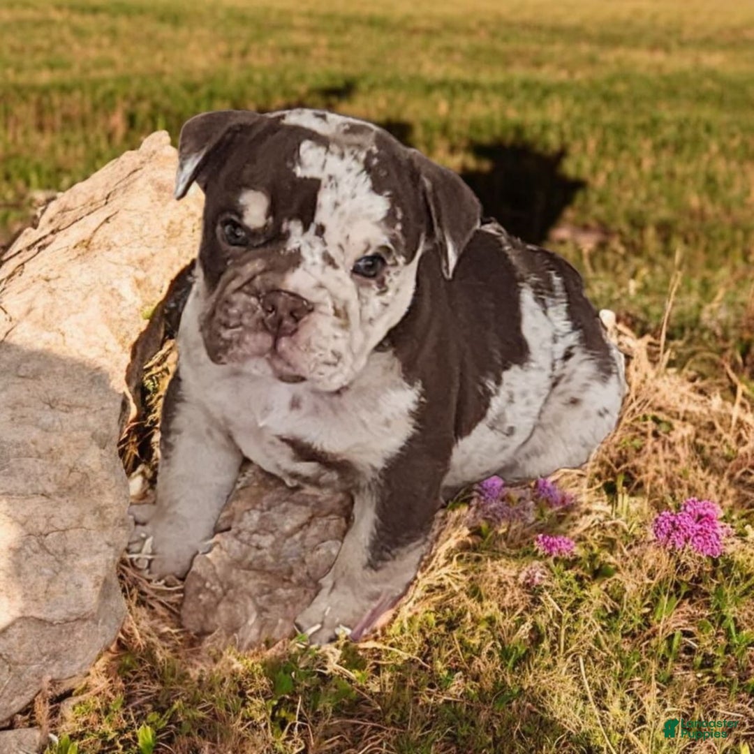 English Bulldog dogs for sale: Rocky - Image 2