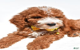  dogs for sale: Mini Goldendoodle 7 puppies - Image 3