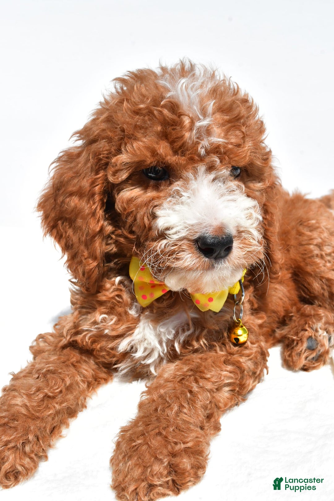  dogs for sale: Mini Goldendoodle 7 puppies - Image 3