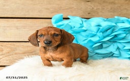 Miniature Dachshund dogs for sale: Big Red - Image 5
