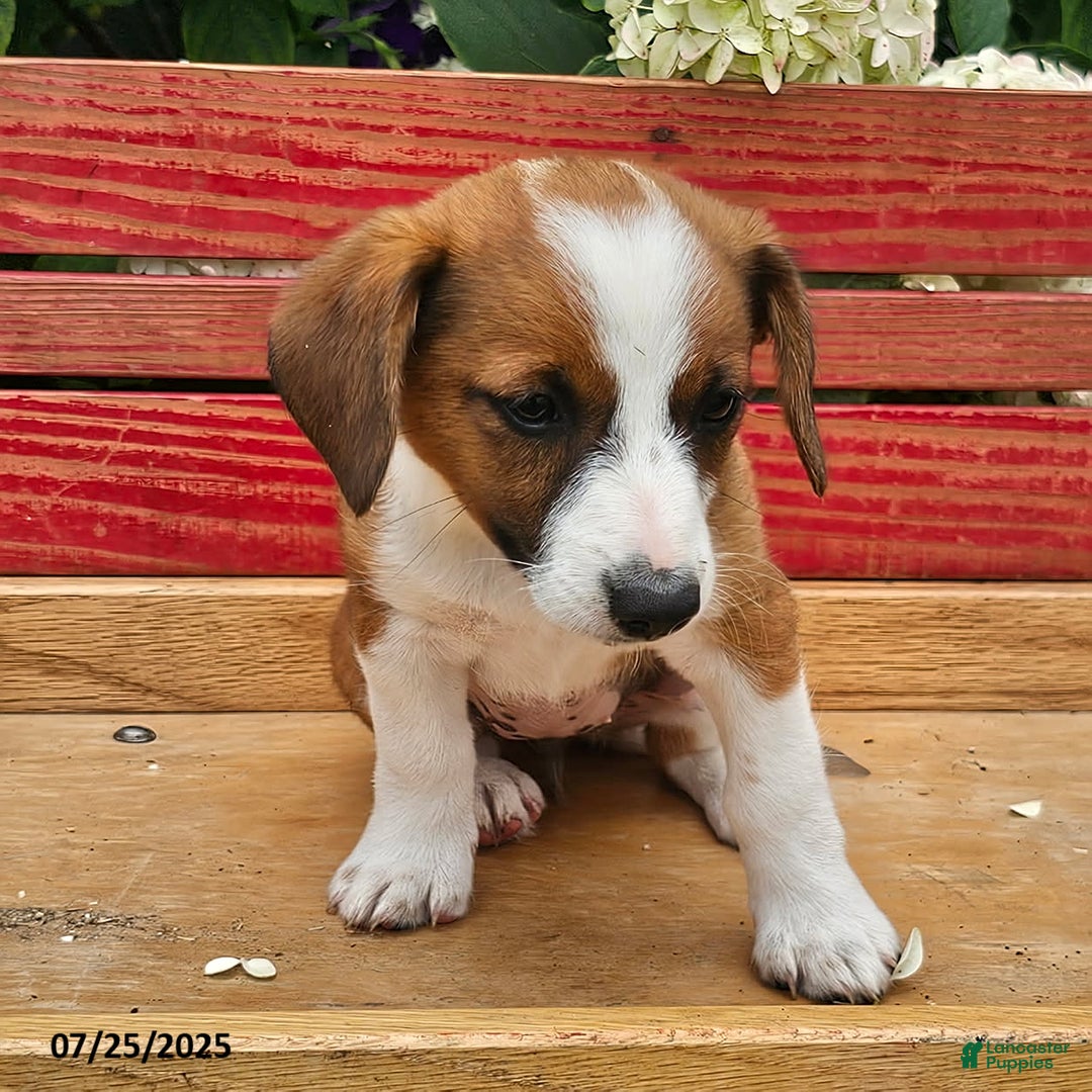 Jack Russell Terrier dogs for sale: Teresa - Image 7