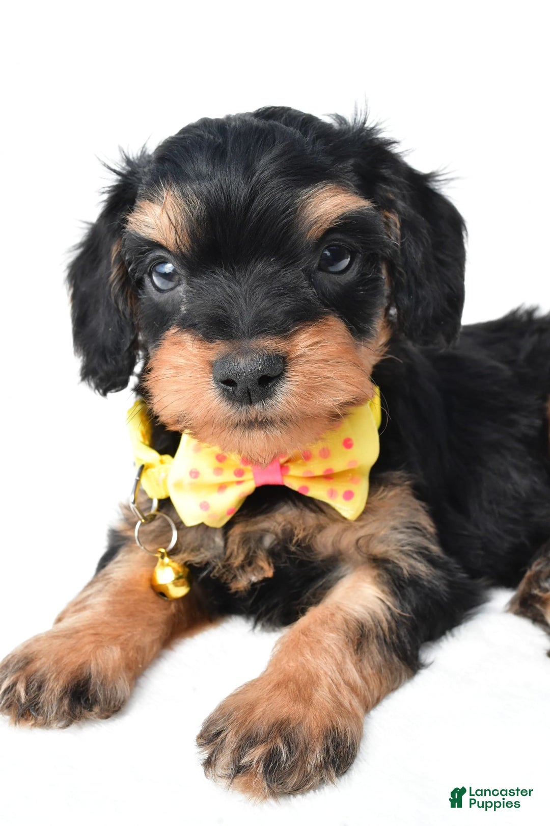 Cavapoo dogs for sale: Blaze - Image 4