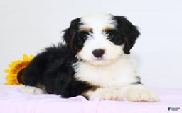 Mini Bernedoodle dogs for sale: Dawn - Image 4