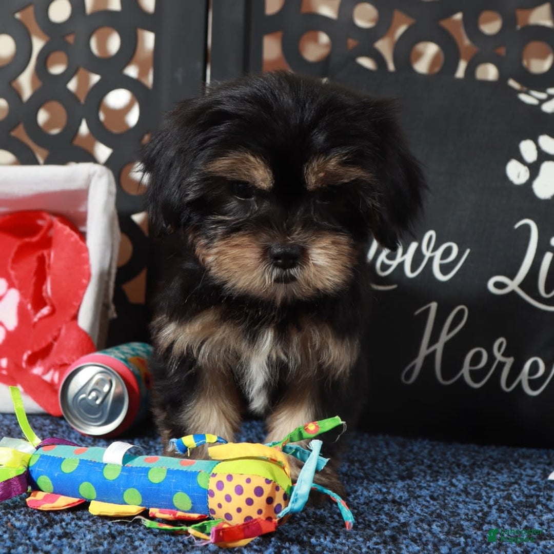 Shorkie dogs for sale: Gypsy - Image 2