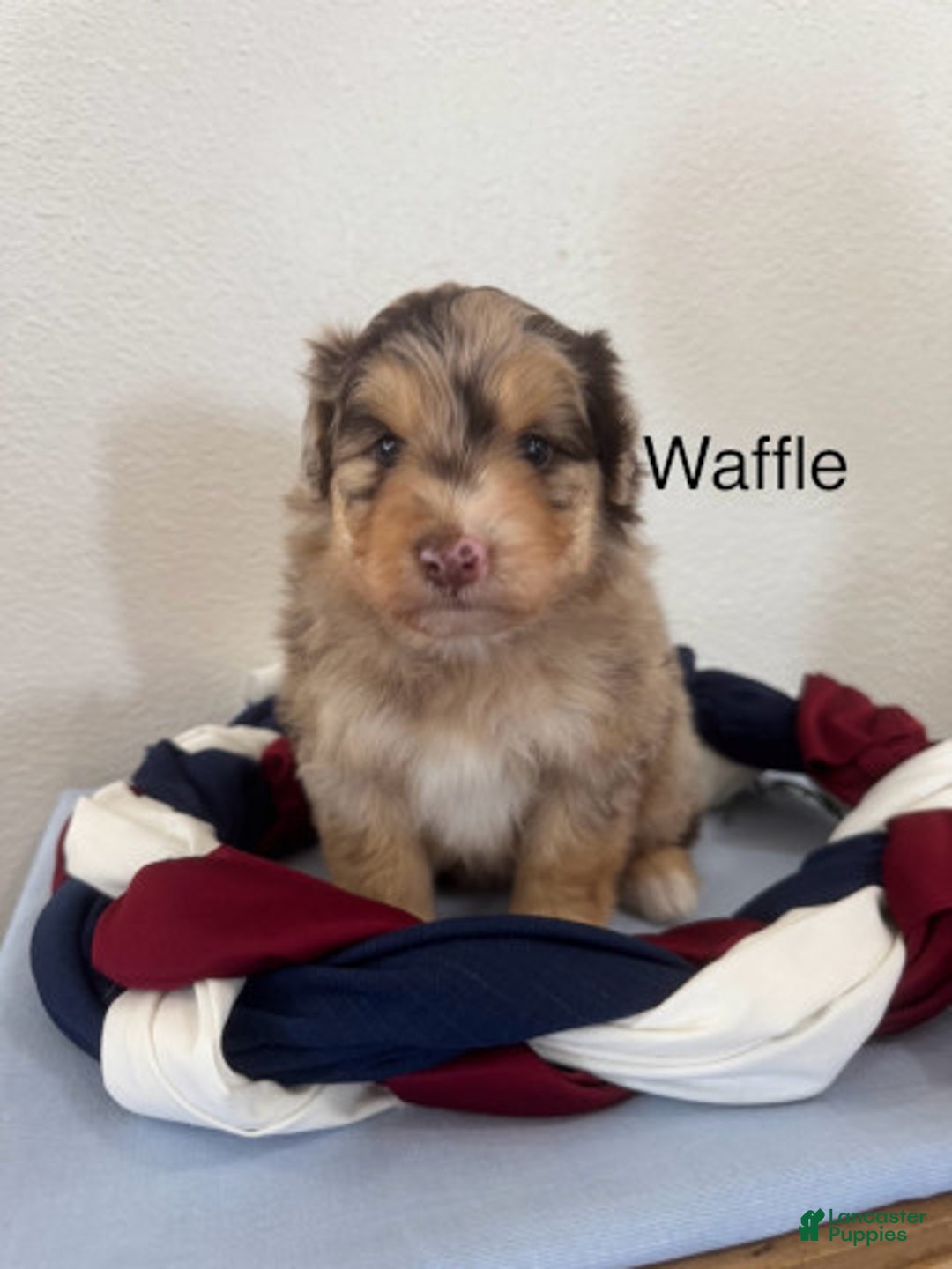 Mini Aussiedoodle dogs for sale: Waffle - Image 1
