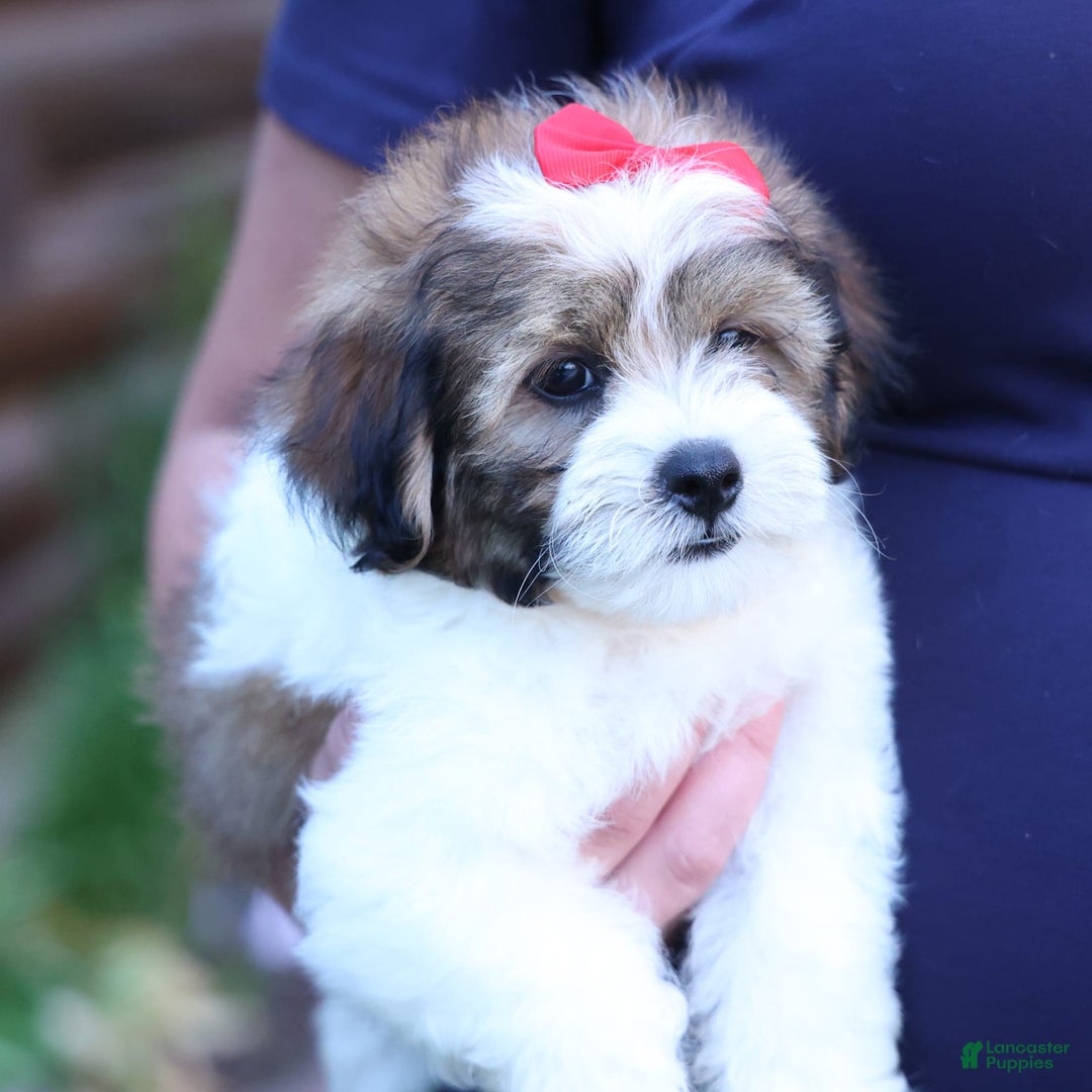 Shihpoo dogs for sale: Hugo - Image 9