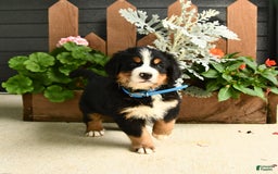 Bernese Mountain Dog dogs for sale: Max - Image 3