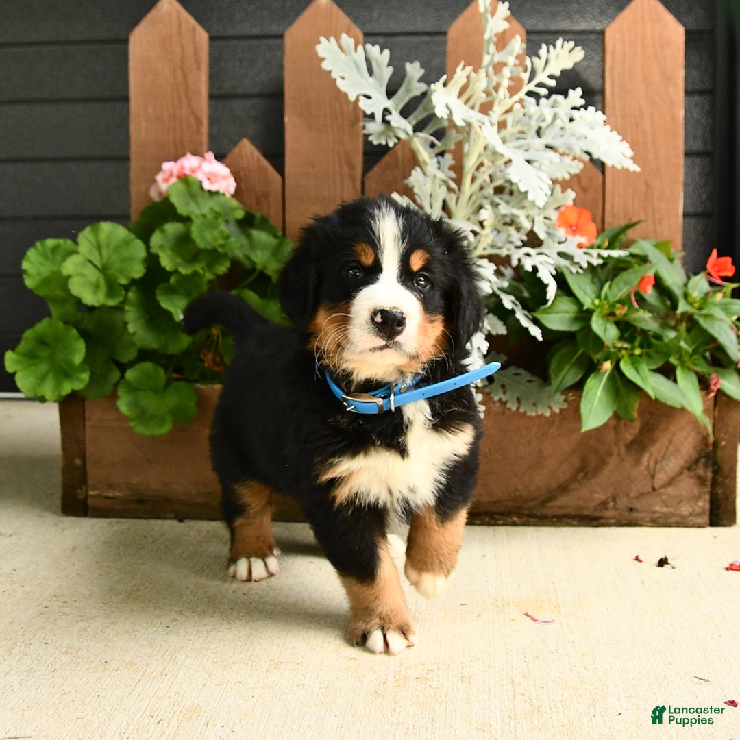 Bernese Mountain Dog dogs for sale: Max - Image 3