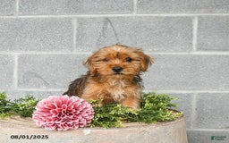 Shorkie dogs for sale: Bud - Image 4