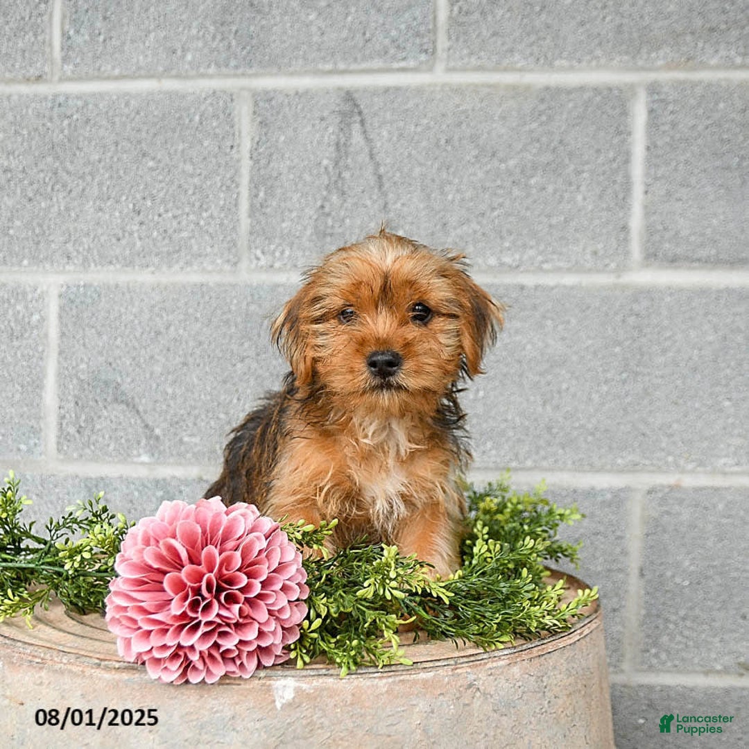 Shorkie dogs for sale: Bud - Image 4