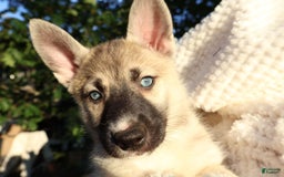 Gerberian Shepsky dogs for sale: Korra - Image 11