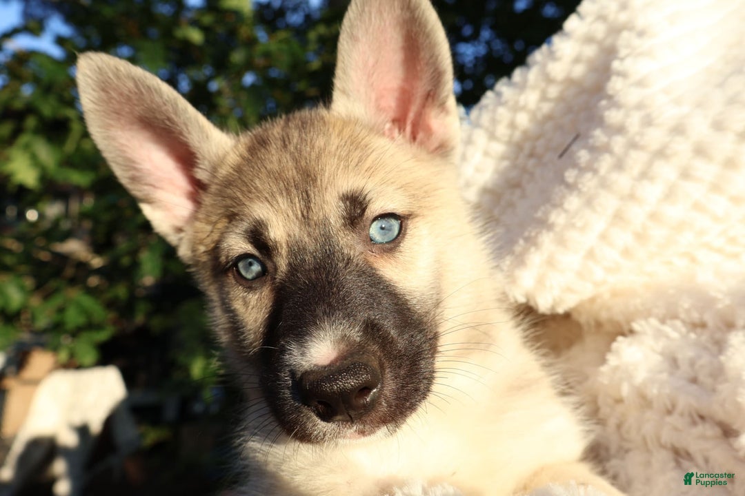 Gerberian Shepsky dogs for sale: Korra - Image 11