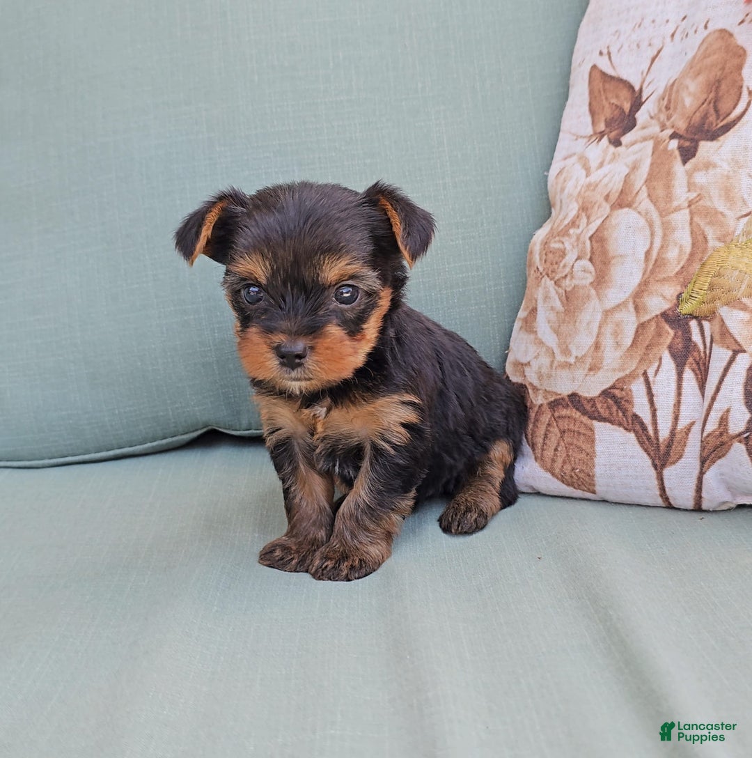 Yorkshire Terrier dogs for sale: Chase - Image 4