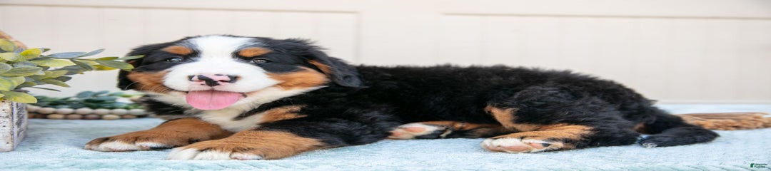 Buster