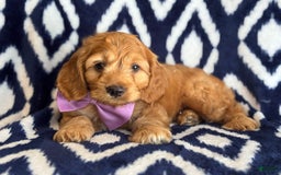 Cockapoo dogs for sale: Bubba - Image 1