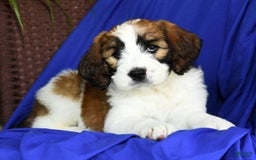 Saint Berdoodles dogs for sale: Diva - Image 5