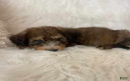 Bernedoodle dogs for sale: Blueberry Blitz - Image 4